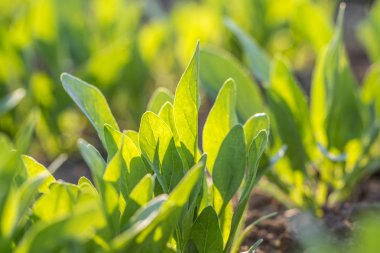Bahçe sebze bir yatakta detay üzerinde genç bir ıspanak yaprakları