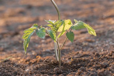 Genç fide domates Sebze Bahçe zekâ yatakta büyüyen
