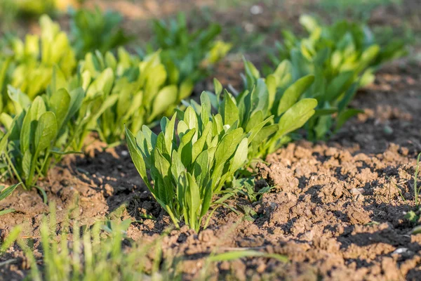 As folhas de espinafre jovens na linha em um leito vegetal de Jardim — Fotografia de Stock