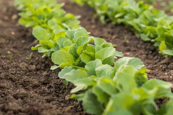 Rad unga rädisor i en vegetabiliska säng trädgård — Stockfoto