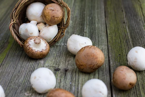 Brown és White Champignon gomba fonott kosár — Stock Fotó