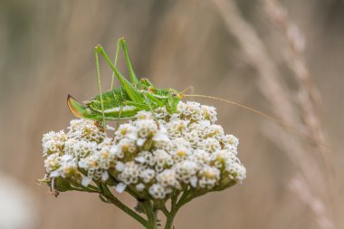 Yeşil çekirge beyaz şerit (Leptophyes albovittata ile) 