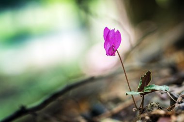 Karanlık bir ormanda çiçekli mor Siklamen