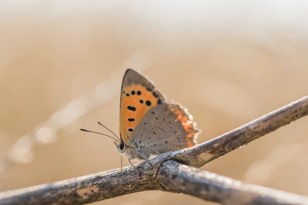 Papillon cuivre commun (Lycaena phlaeas) sur une brindille sèche — Photo