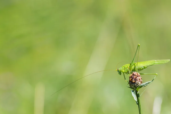 Great Green Bush-Cricket on flower — Stock Photo, Image
