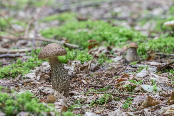 Cogumelos comuns Leccinum griseum uma floresta de chifres — Fotografia de Stock