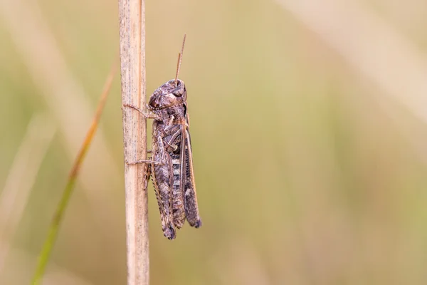 Meadow grasshopper (Chorthippus parallelus) on the stalk — Stock Photo, Image