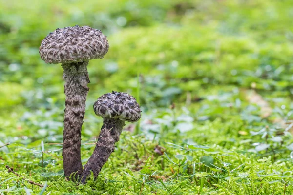 Dois fungos Strobilomyces strobilaceus (Strobilomyces floccopus) — Fotografia de Stock