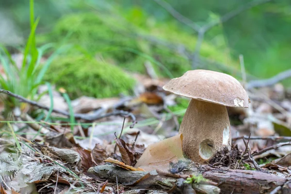 Zomer eekhoorntjesbrood (Boletus reticulatus) een eikenbos — Stockfoto