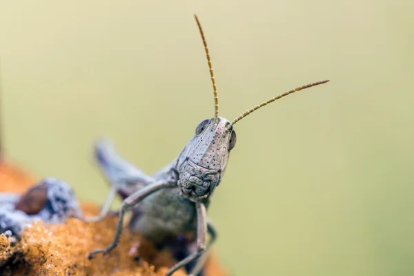 Detail of head white grasshopper (Chrysochraon dispar) — Stock Photo, Image