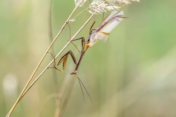 Bir peygamber devesi bileğinde - ortak adı peygamber devesi kahverengi çesidi