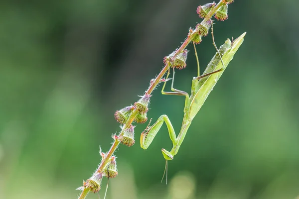 Green Mantis religiosa - common name praying mantis — Stock Photo, Image