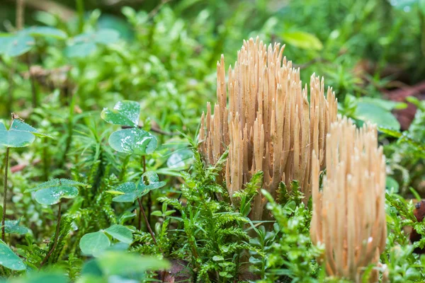 Ramaria eumorpha druhů korálů houby — Stock fotografie