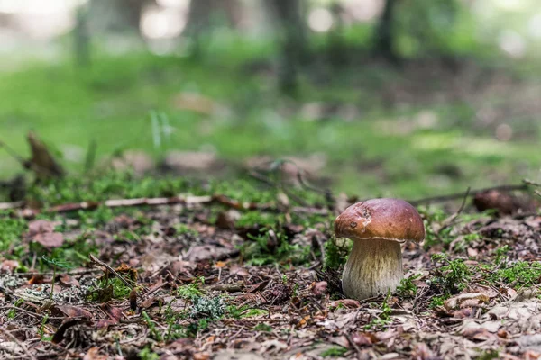 Penny broodje, cep, porcino (Boletus edulis) in zomer bos — Stockfoto