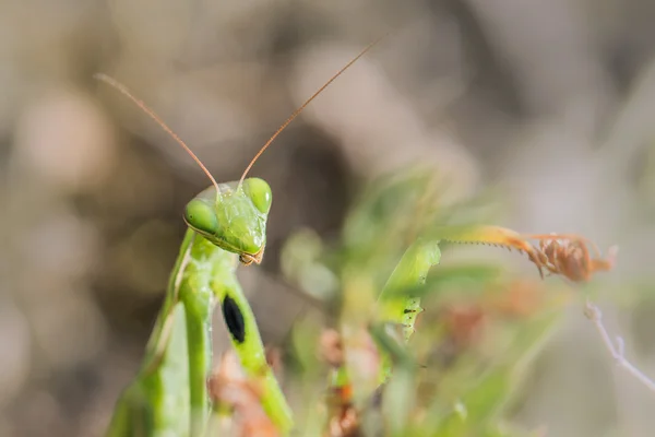 Detail of a head of Mantis religiosa - common name praying manti — Stock Photo, Image