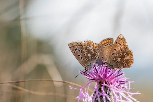 Trio L'Adonis bleu (Polyommatus bellargus) buvant necta — Photo