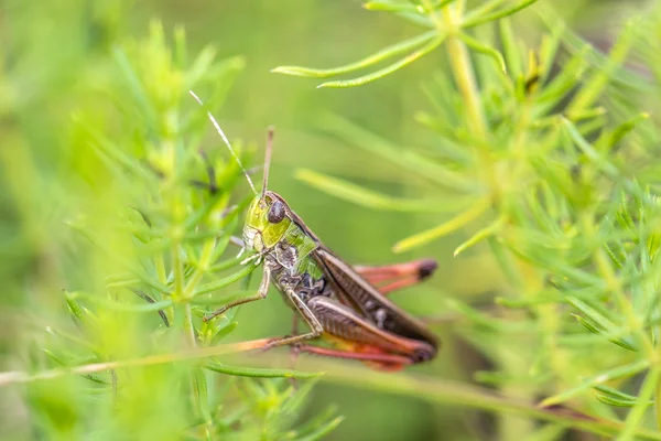 Grasshopper Stenobothrus lineatus hidden in the grass — Stock Photo, Image