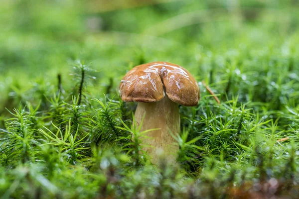 Natte Bay boleet (Imleria badia) paddestoel in groene mos — Stockfoto