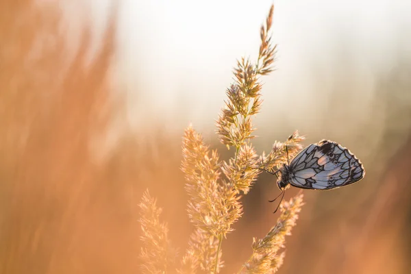 Papillon au repos au lever du soleil — Photo
