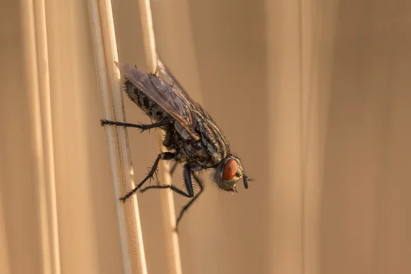 Летимо комахою, що спирається на травинку — стокове фото