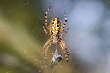 Örümcek avını ile Web üzerinde