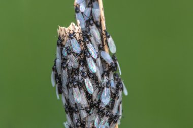 Cluster Flies with Pearl Wings clipart