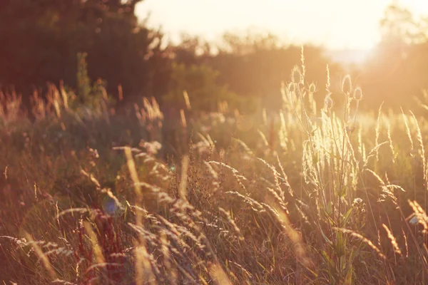 Sunset on a Meadow Thistles — Stock Photo, Image