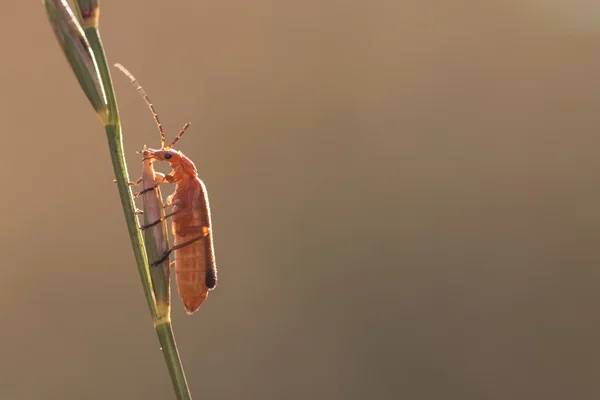 Orange Bug on the Grass Stalk — Stock Photo, Image