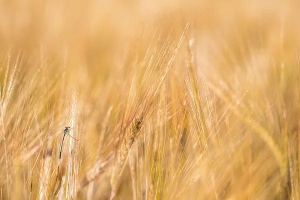 Damselfly hiding in Barley — Stock Photo, Image