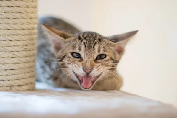 Sziszegő cica — Stock Fotó