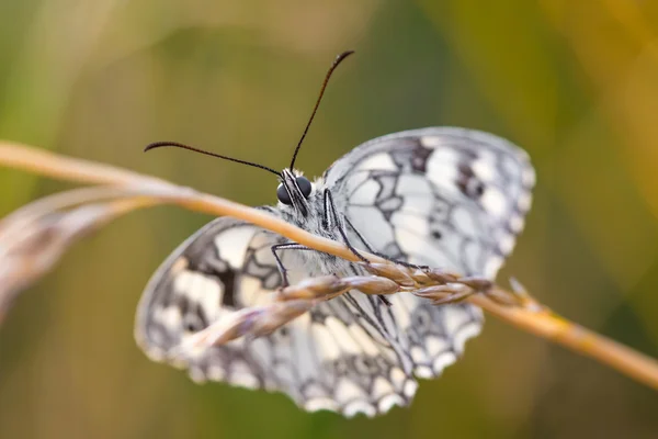 Papillon de repos noir et blanc sur une lame — Photo