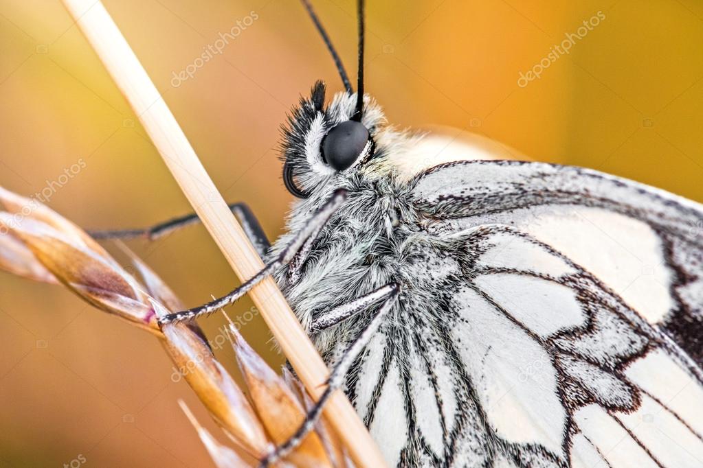 Body detail of black and white butterfly