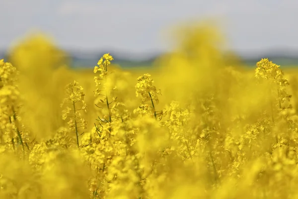 yağlı tohum tecavüz alan