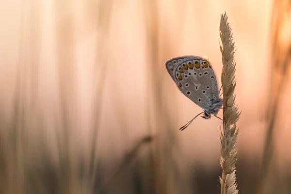 Papillon bleu au lever du soleil — Photo