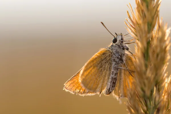 Vue arrière d'un papillon orange sur une lame — Photo
