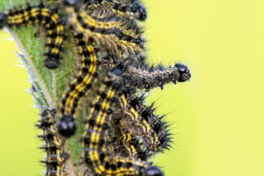 Nettles üzerinde tırtıllar