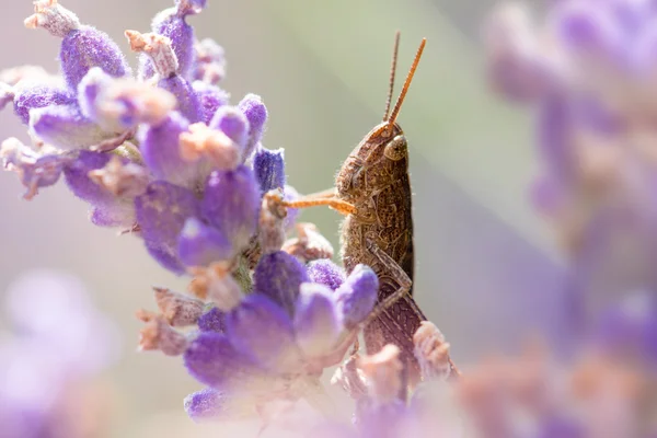 Grasshopper on Lavender — Stock Photo, Image