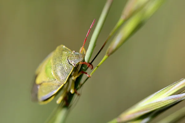 Green Bug on a Blade — Stock Photo, Image