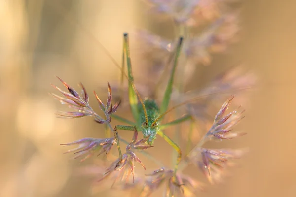 Grasshopper hiding in the grass with morning dew — Stock Photo, Image