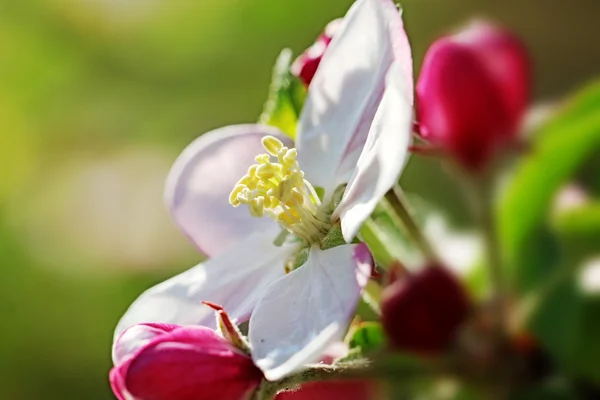 Apple květu v slunci — Stock fotografie