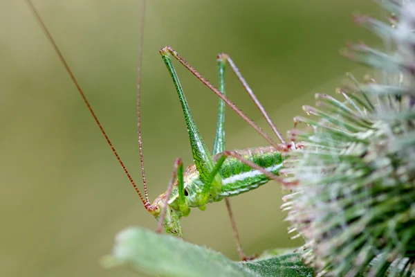 Green Grasshopper with Long Antennae — Stock Photo, Image