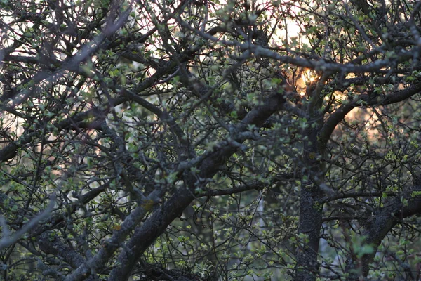 Sun Shining Through the Treetops — Stock Photo, Image