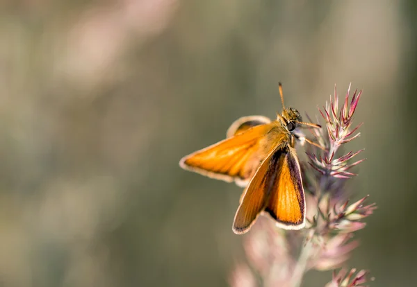 Papillon orange sur une lame — Photo