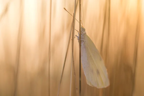 White Butterfly on Blade of at Sunrise — Stock Photo, Image