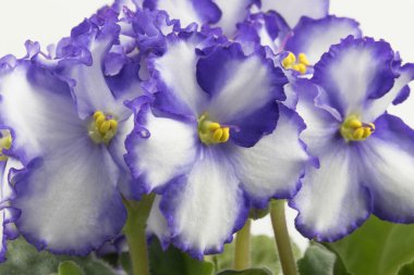 Beyaz arka plan üzerinde mor ve beyaz African Violet izole