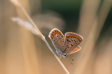 Turuncu ve mavi küçük kelebek sabah kuru ot bir bıçak