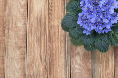 Mor African Violet (Menekşe) ahşap arka plan, üst VI