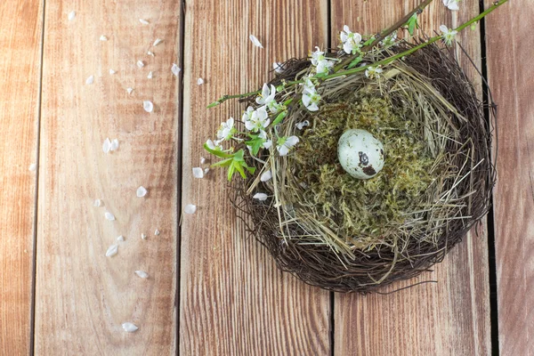 Húsvét - fonott fészek virágzó ágak fürjtojással — Stock Fotó