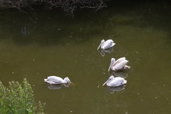 Grup beyaz Pelikan kuşlar — Stok fotoğraf