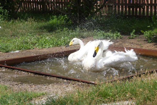 Paar weiße Schwäne waschen sich im Pool — Stockfoto